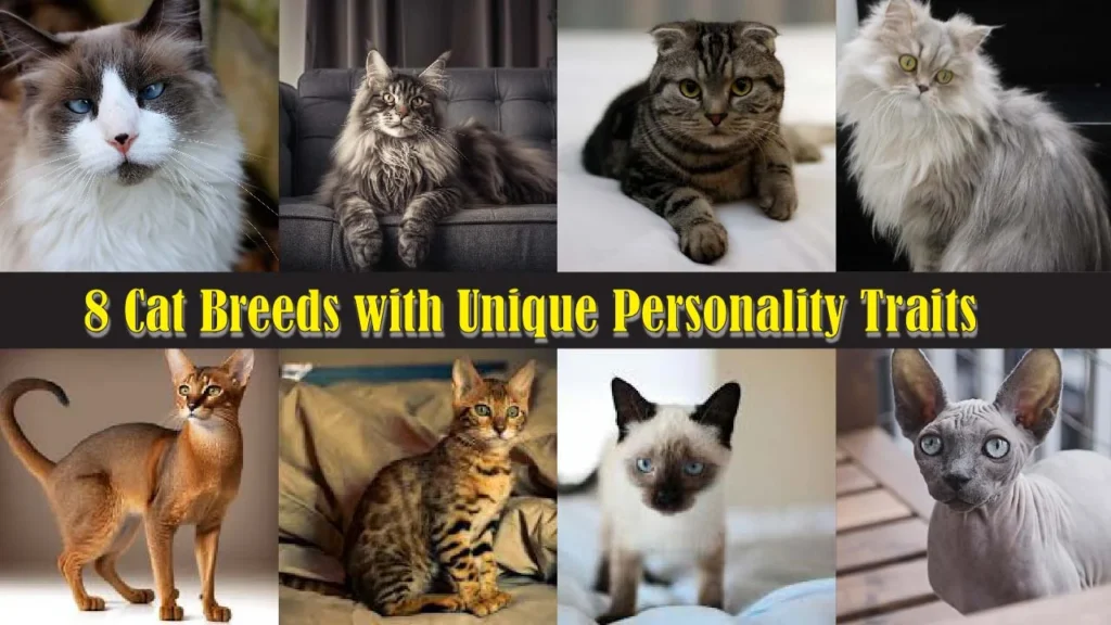8 Cat Breeds with Unique Personality Traits