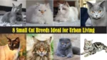 8 Small Cat Breeds Ideal for Urban Living