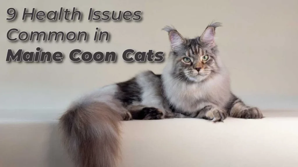 9 Health Issues Common in Maine Coon Cats