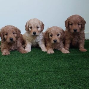Mini GOLDENDOODLE boys and girls