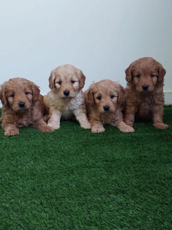 Mini GOLDENDOODLE boys and girls