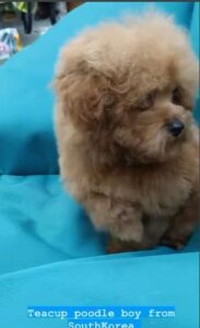 Teacup poodle boy from south korea