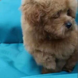 Teacup poodle boy from south korea