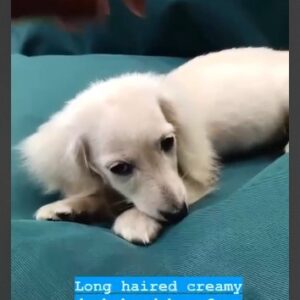 long haired creamy duchshund boy