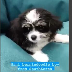 mini berniedoodle boy