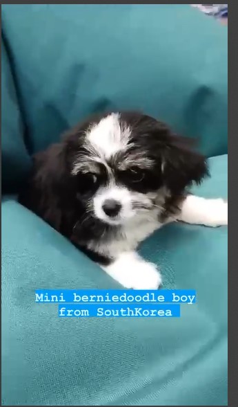 mini berniedoodle boy