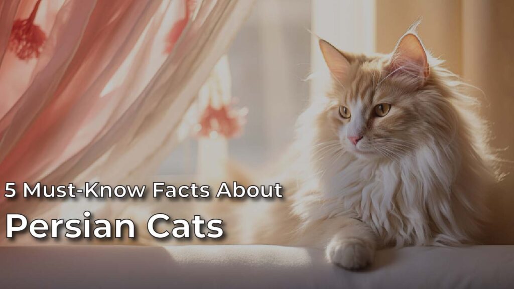 5 Must-Know Facts About Persian Cats