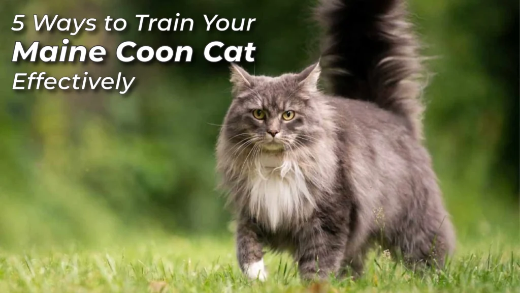 5 Ways to Train Your Maine Coon Cat Effectively