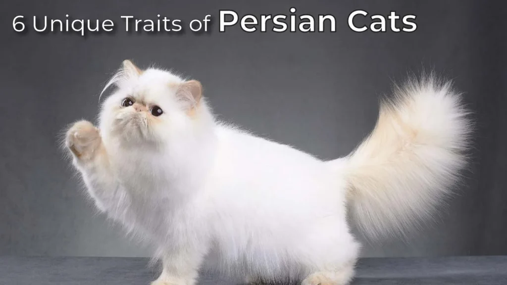 6 Unique Traits of Persian Cats