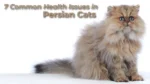 7 Common Health Issues in Persian Cats