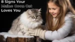 8 Signs Your Maine Coon Cat Loves You