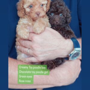Creamy Toy Poodle Boy & Chocolate Toy Poodle Girl