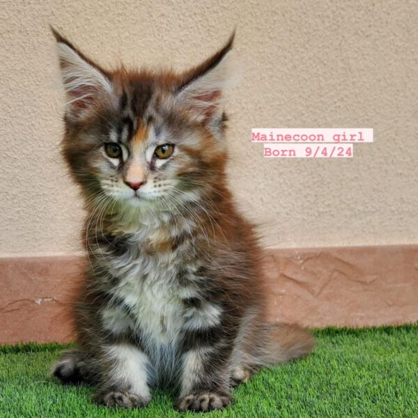 Mainecoon Girl