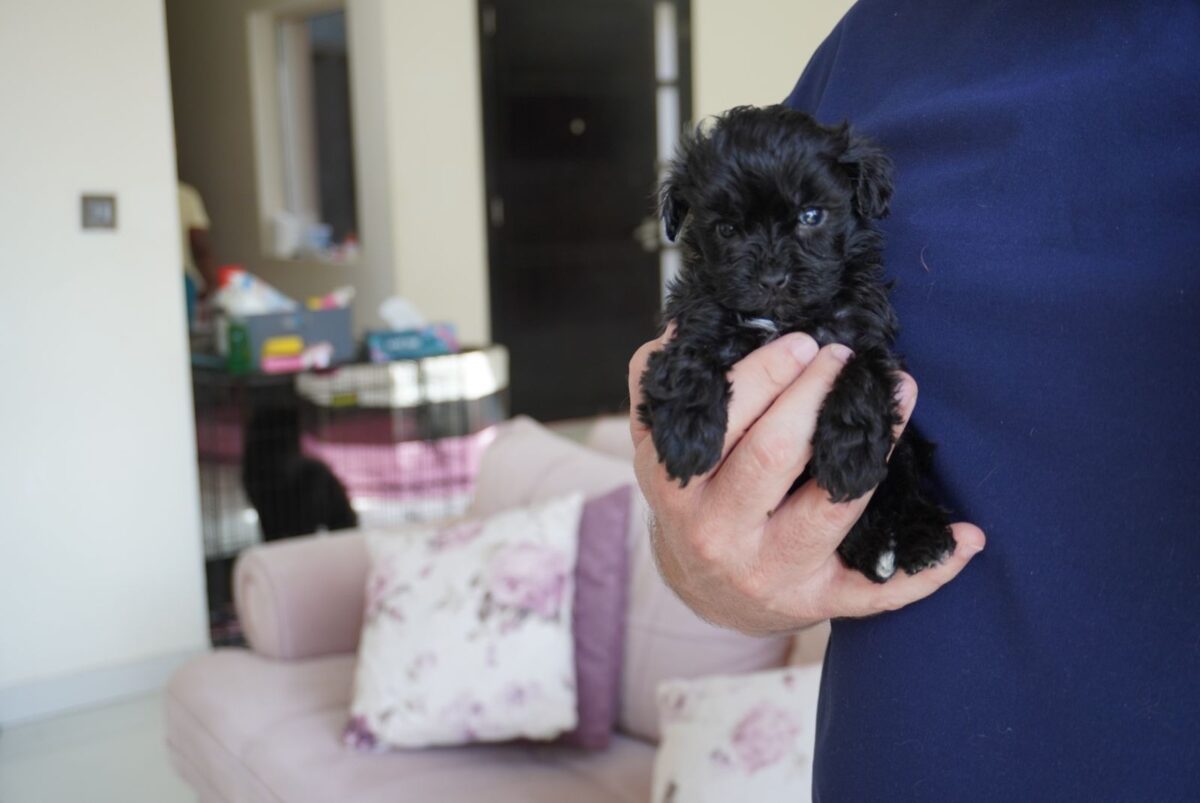 Maltipoo girl