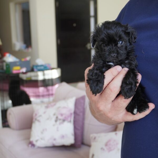 Maltipoo girl