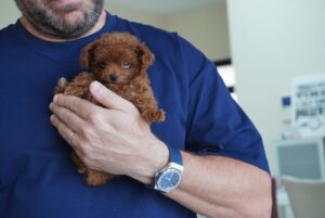 Teacup Poodle Boy