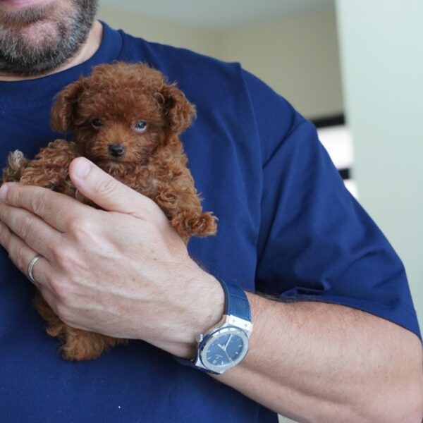 Teacup Poodle Boy