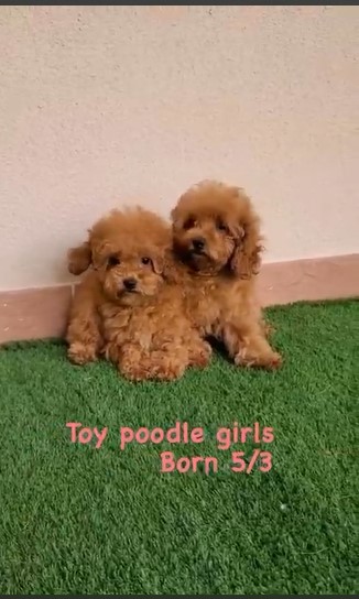 Toy Poodle Girls