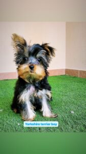 Yorkshire Terrier Boy