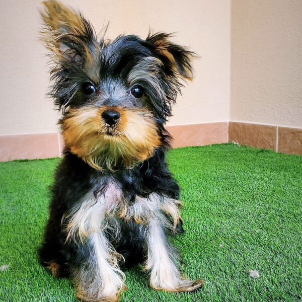 Yorkshire Terrier Boy