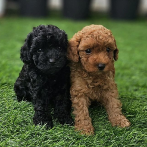 Miniature poodles