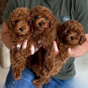 Poodles