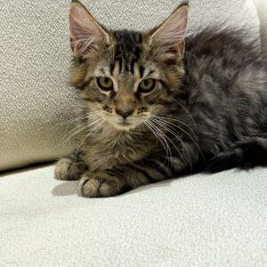 Mainecoon Boy