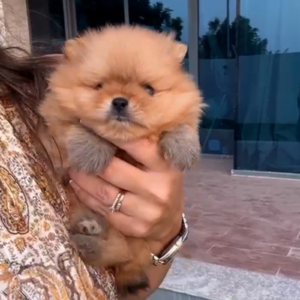 Pomeranian boy