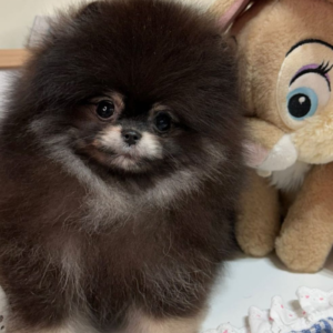 Teacup POMERANIAN Girl from SouthKorea with pedigree