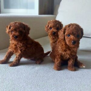 Toy Poodle Girls