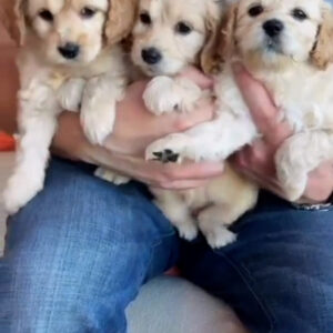F1 Cockapoo
