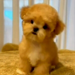 Southkorean teacup maltipoo