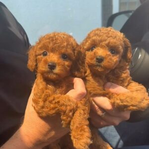 Toy Poodle Girls