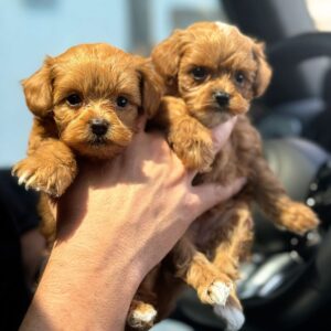 Maltipoo boy and girl
