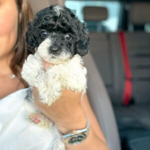 Poodle Miniature girl