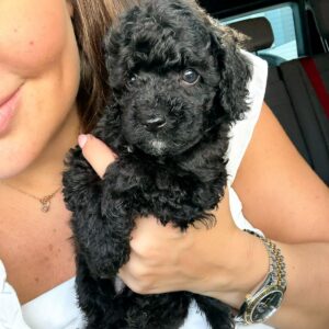 Poodle Miniature Boy