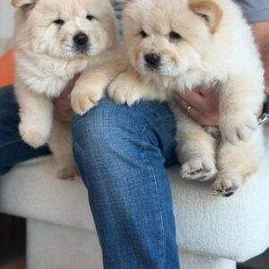 Chow chow boy and girl
