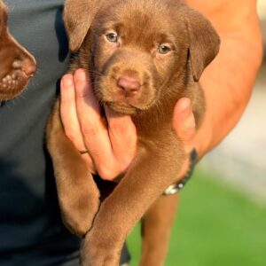 Labrador Retrievers
