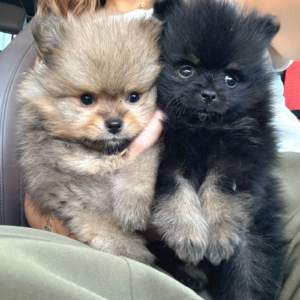 Pomeranians Mini