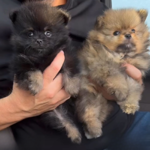 Pomeranian sable girl black and tan boy