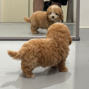 Toy Maltipoo from SouthKorea
