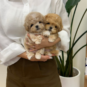 Southkorean teacup maltipoo