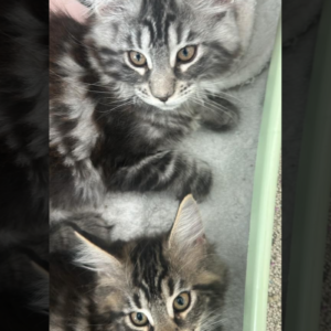 Mainecoon girls