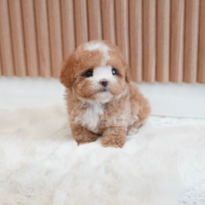 Southkorean toy maltipoo boy