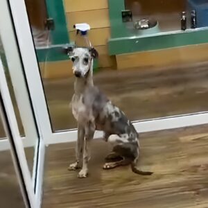 Italian greyhound in dapple