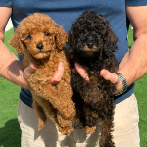 Toy poodle boys