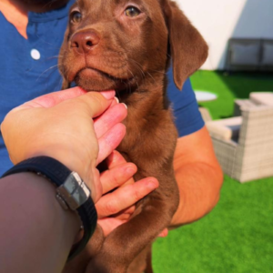 Labrador retriever girl