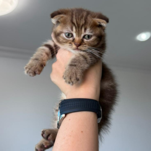 Scottish fold gold tabby boy