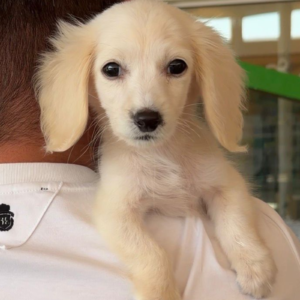 Long haired creamy dachshund from SouthKorea