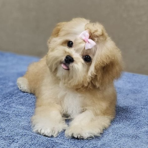 Maltipoo teacup girl from SouthKorea